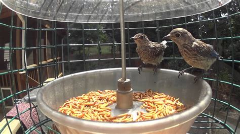 Mealworm Feeder Baby Bluebirds Titmouse And Sparrow Youtube