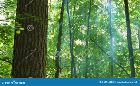 Sunlight Rays Breaking Through Tree Crowns Stock Footage Video Of
