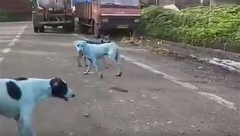 Youtube ¿por Qué Algunos Perros Callejeros De La India Se Ven Azules