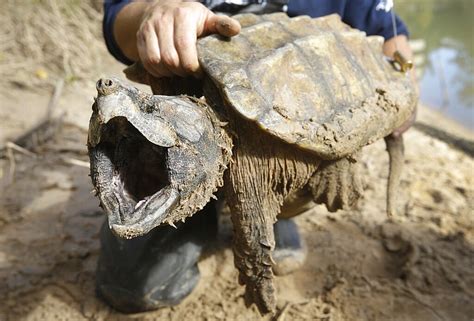 Feds Propose Threatened Status For Alligator Snapping Turtle Spike