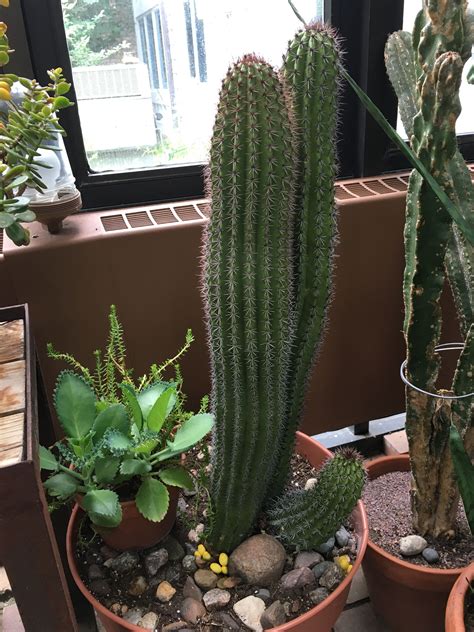 Long Skinny Cactus Name Crazyandglam