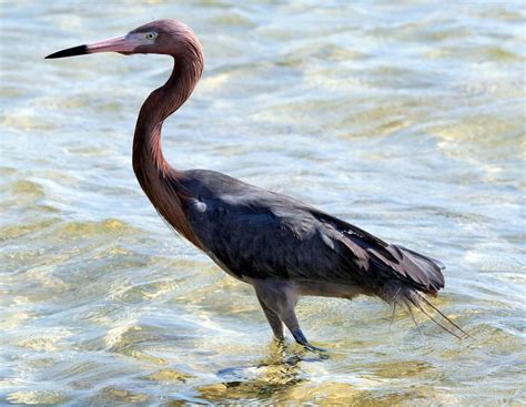 Reddish Egret Coastal Birds Florida Adventures Birds