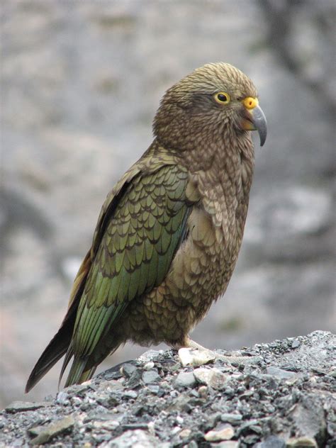 Kea Bird Britannica