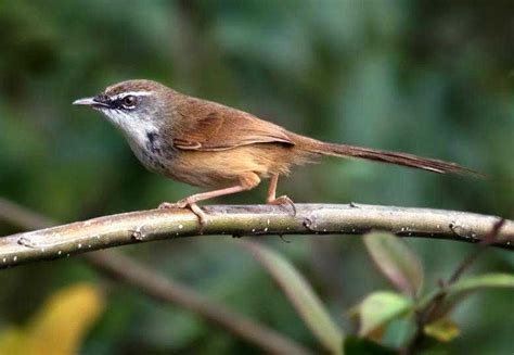 Untuk megetahui perbedaan jantan dan betina lihatlah pada bagian sayap burung sirtu tersebut apabila syap burung sirtu berwarna hitam dan ada sedikit warna putih dan banyak sampai ke ujung sayap maka. Paling Keren 20+ Gambar Burung Flamboyan Jantan Dan Betina ...