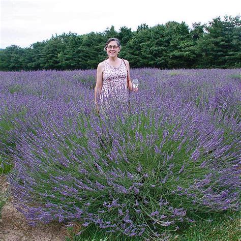 Phenomenal Lavender Plugs For Sale Lavender Plant