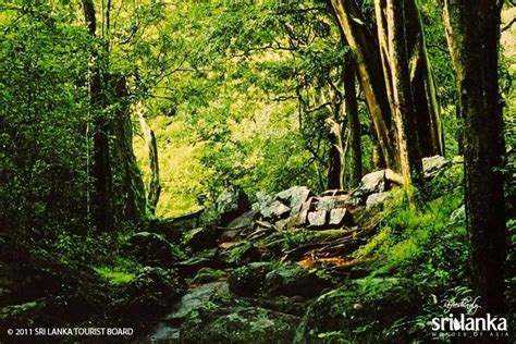 Sinharaja Rain Forest Attraction Ratnapura Dilshanandgnaneeka Wed