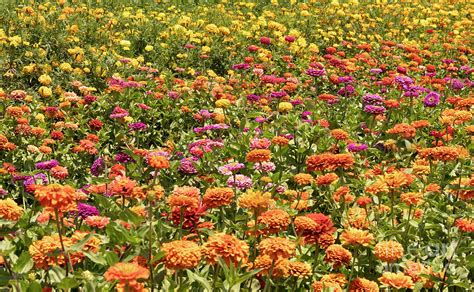 Marigolds And Zinnias Photograph By Nina Prommer Fine Art America
