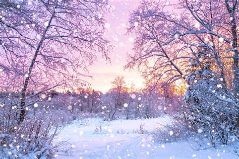 Forest Trees Sunrise Winterly Morning Nature Wallpaper Cool Digital Photography