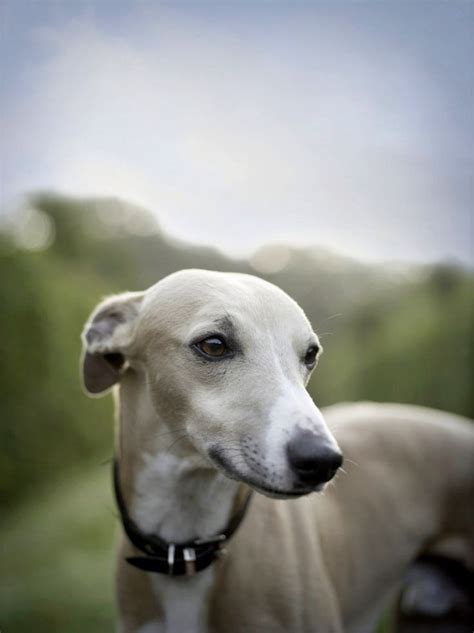 12 Reasons Why You Should Never Own Whippets Whippet Puppies