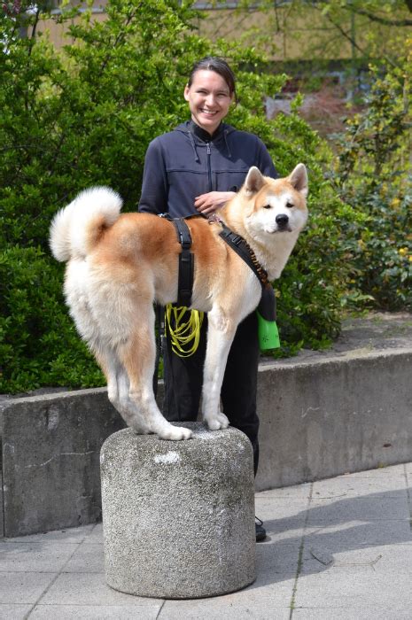 The shiba inu (柴犬, japanese: Art of life - Der Akita Inu, ein etwas anderes Rasseportrait