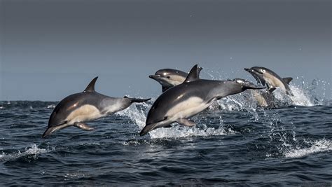 Why Do Dolphins Swim In Pods National Marine Sanctuary Foundation