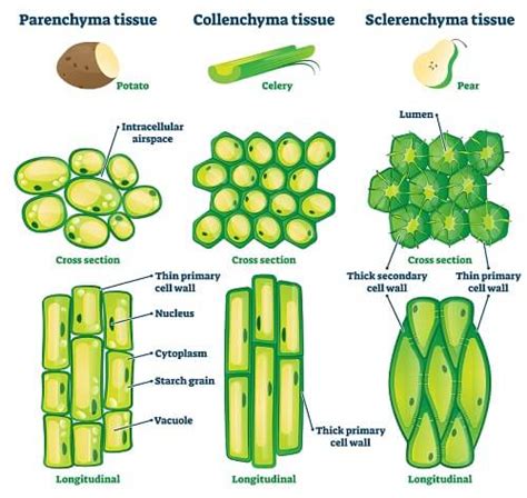 Plant Cell The Definitive Guide Biology Dictionary