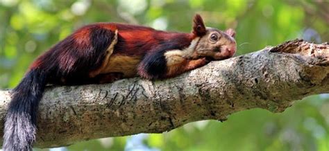 Indian Giant Squirrel Colorful Squirrels Almost Too Beautiful To Be