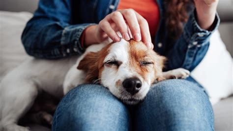 Why Petting A Dog Is Good For Your Brain Health Info