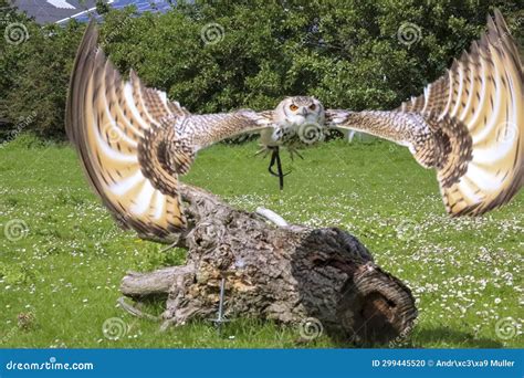 European Eagle Owl During A Bird Of Prey Show Stock Photo Image Of