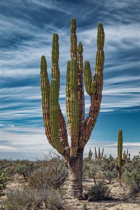 Mexican Giant Cactus Stock Photo Image Of Park Environment