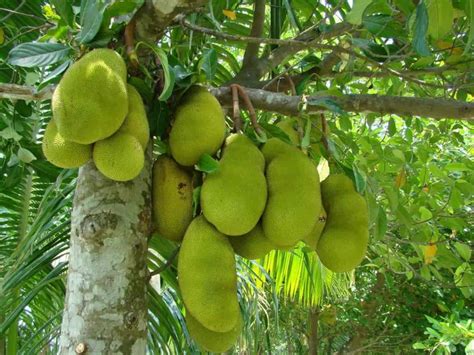 How To Grow Jackfruit From Seed To Harvest Check How This Guide Helps