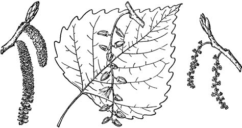 Branch Of Eastern Cottonwood Clipart Etc