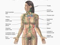 Lymph System Maps Ideas In Lymph System Lymphatic System Map