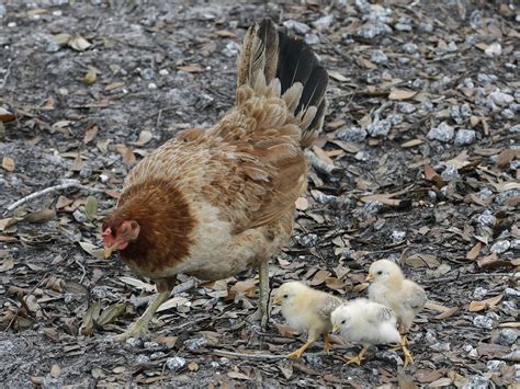 Dont Kiss Your Chickens The Cdc Says In Salmonella Warning Npr