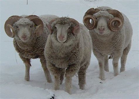 Dorset Horn Sheep Sheep Sheep Breeds Animal Photography