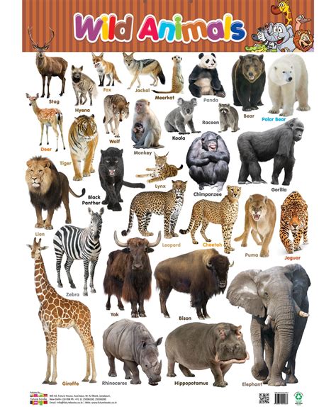All Wild Animals Chart