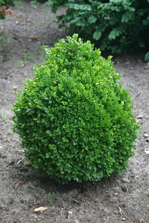 True Dwarf English Boxwood Planted 1013 In A Pot Buxus Sempervirens