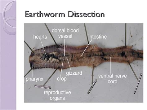 Biol 11 Lesson 4 Mar 10 Ch 27 Earthworm Dissection