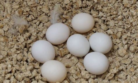 How Often Do Budgies Lay Eggs Everything About Budgie Eggs