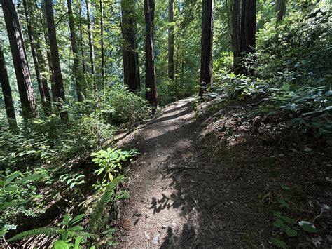 Hiking The Redwood Nature Trail On The Oregon Coast — Noahawaii