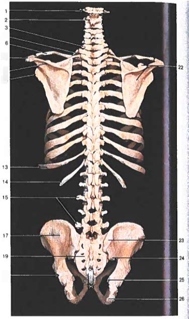 Lab Skeleton Of Trunk Vertebral Column Thorax And Pelvis Posterior Labeling Exercise