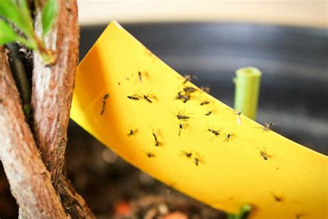 Preventing And Controlling Fungus Gnats Plantura