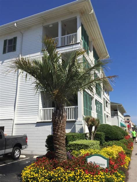 There are plenty of wooded areas, and the campsites are surrounded by lush oaks and other trees providing shade from the sun and seclusion from other. Virginia Beach Palm Trees! (2016) - TRAVEL LOGS - PalmTalk