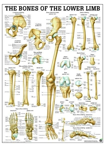 Anatomy of the human heart in great detail plus a removable section of the oesophagus and ascending aorta, along with the trachea down to the bifurcation. Bones of the Lower Limb Poster - Clinical Charts and Supplies