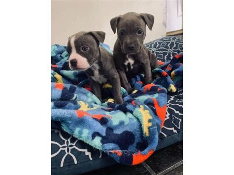 2 Full Blooded Blue Nose Pitbull Puppies Los Angeles Puppies For Sale