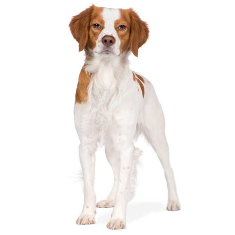 Brittany Dog Breed Information Pictures And More