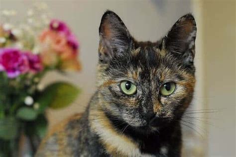 They don't believe in your superstitions; Tortoiseshell Cats Facts, Genetics And Personality