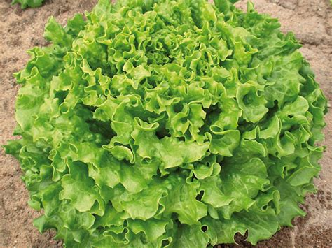 Leaves with tipburn are unsightly and damaged leaf margins are weaker and susceptible to decay. Lettuce leafy Muir