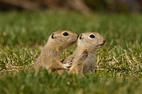 Baby Gophers Photograph By Sean Phillips Pixels