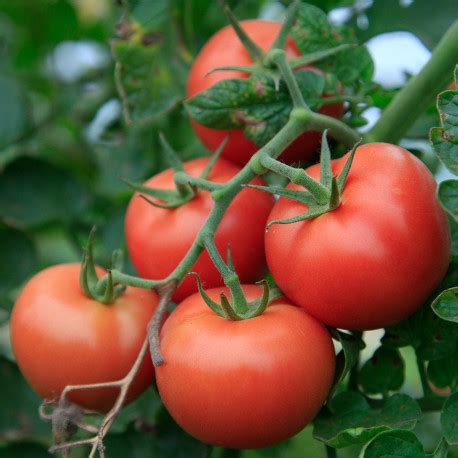 Plant De Tomate Greff E Maestria F H Cm Pot De L