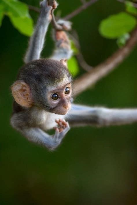 Just 16 Cute Monkey Babies That Will Make You Aww Cute Monkey Cute