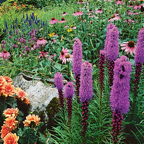Discover the best plants and flowers for a cottage garden. Guide to Cottage Gardening - Sunset Magazine