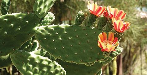 Edible Plants In The Arizona Desert In Scottsdale Desert Plants