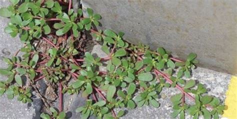 Purslane Portulaca Oleracea The Weed With Extraordinary Benefits