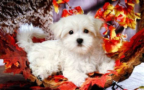 Wallpapers Of Cute Puppies Images