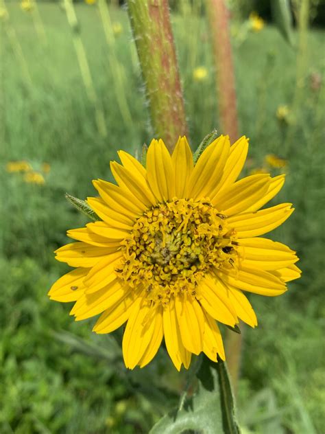 25 Compass Plant Seeds Etsy