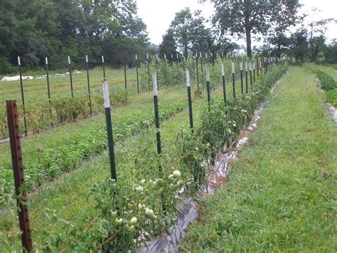 Studded T Posts Light To Heavy Duty Farm And Agriculture Fence