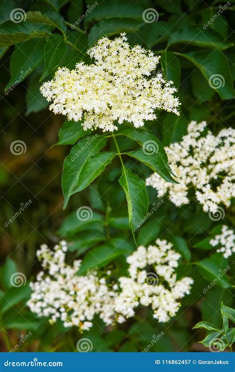 Elderberry White Flowers On A Bush Stock Image Image Of Herbal Fresh