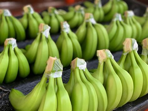 Ecuador Establishes Banana Prices For 2022 Eurofresh Distribution