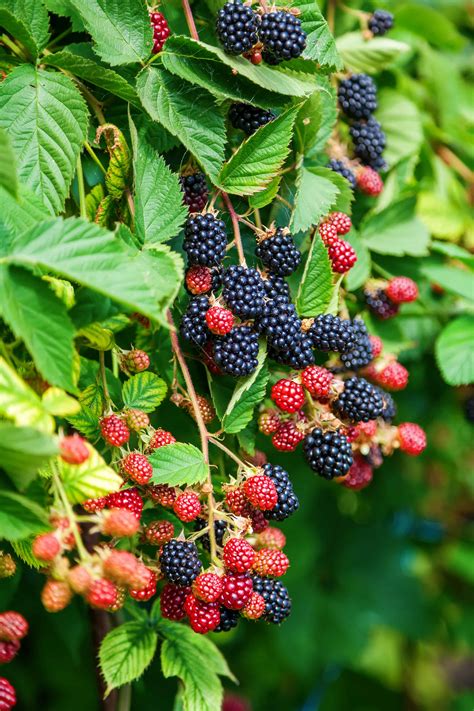 How To Plant A Blackberry Bush In 5 Steps The Brown Gardener